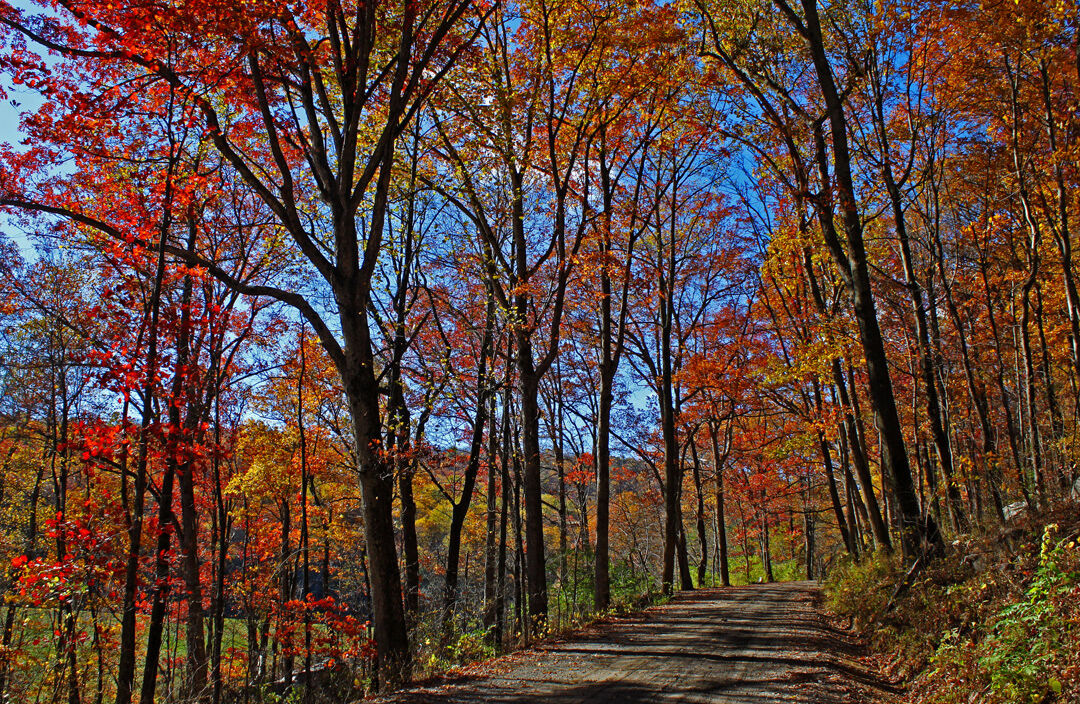 Autumn trees in Maryland
